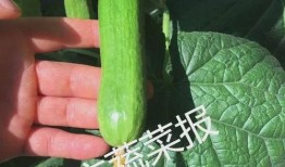 吃瓜是什么意思 小瓜陆的视频 独家爆料,小瓜陆吃瓜视频背后的惊人内幕